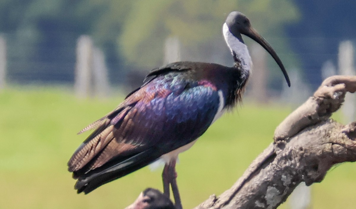 ibis slámokrký - ML617124488