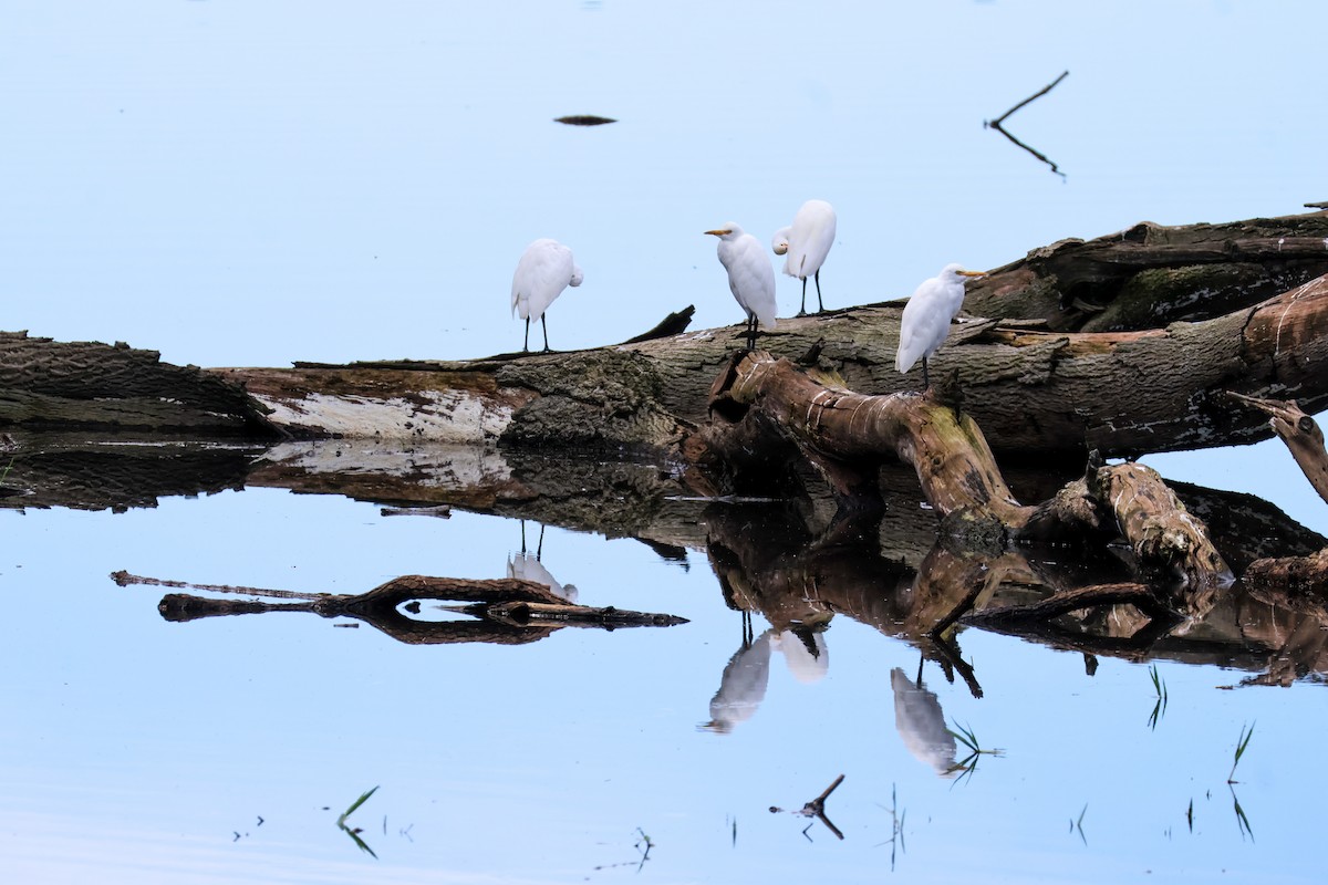 Eastern Cattle Egret - ML617124494