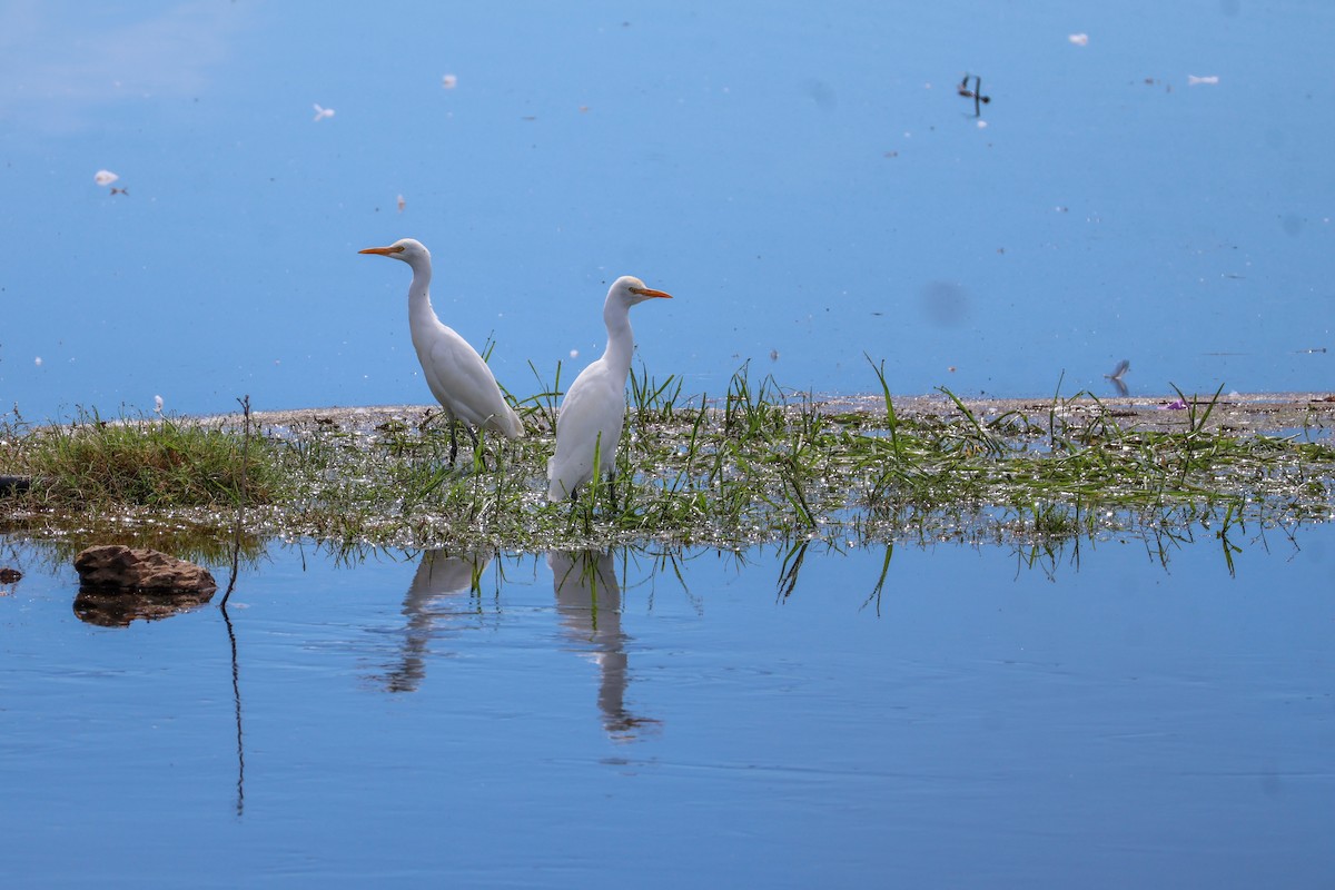 Eastern Cattle Egret - ML617124495