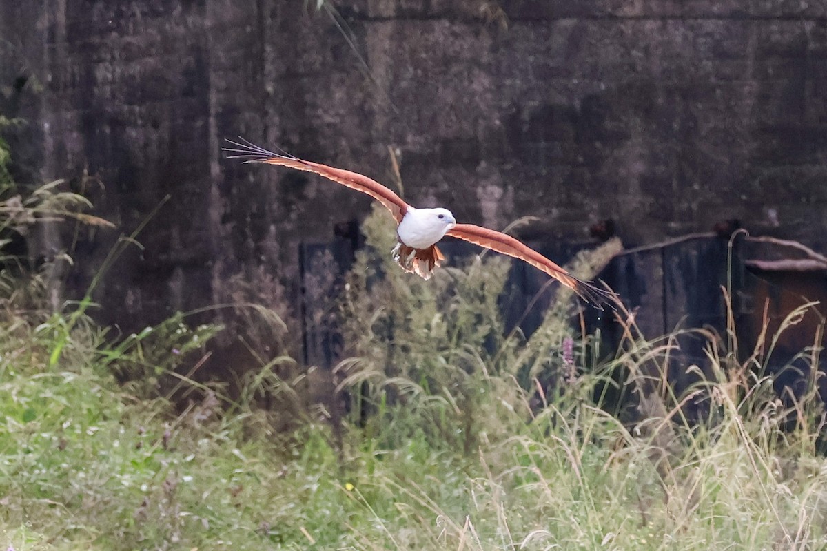 Brahminy Kite - ML617124509