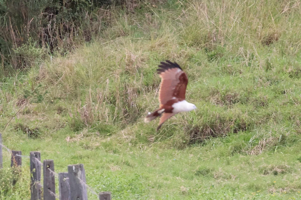 Brahminy Kite - ML617124511