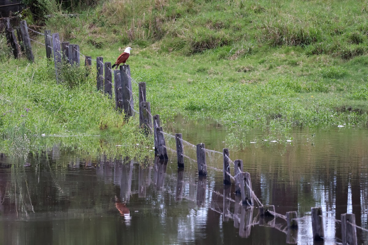 Brahminy Kite - ML617124513