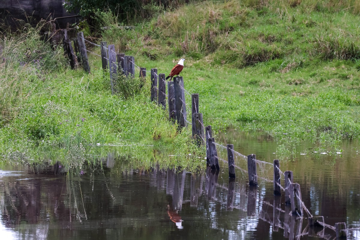 Brahminy Kite - ML617124514