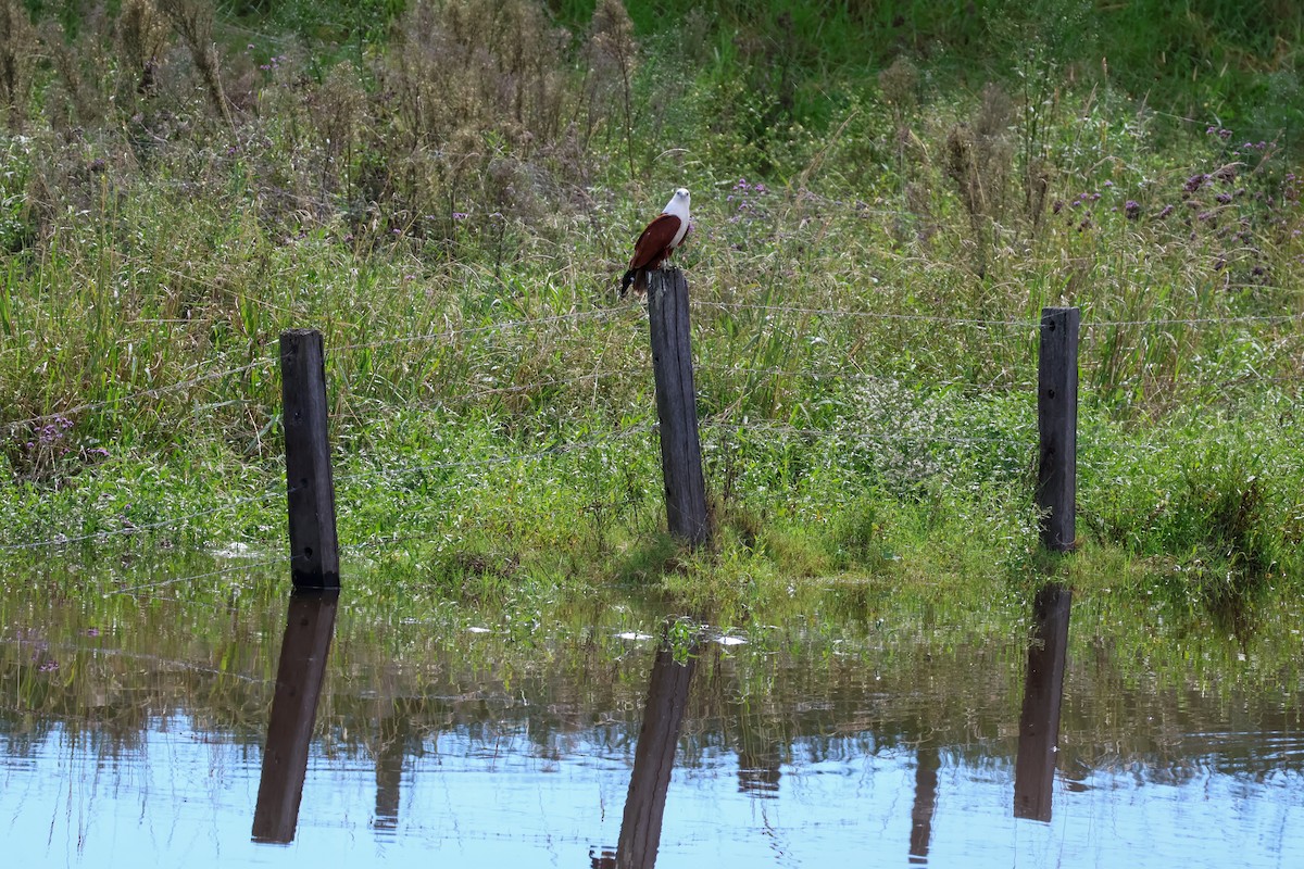 Brahminy Kite - ML617124517