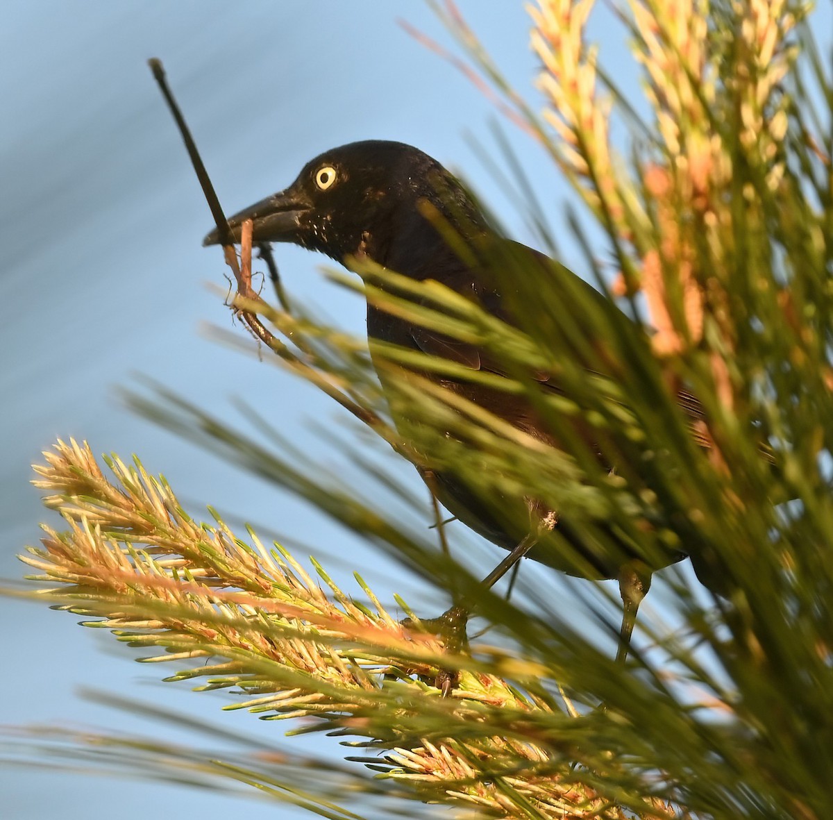 Common Grackle - ML617124541