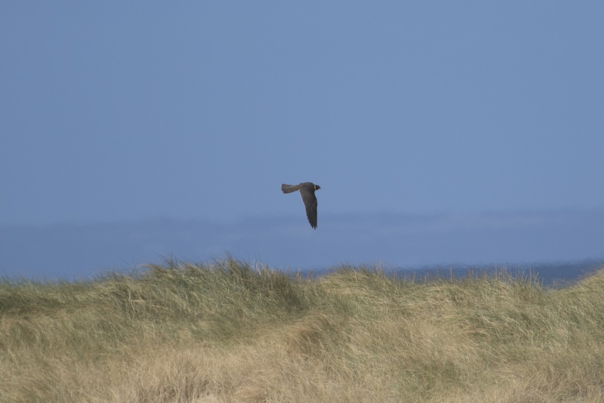 Peregrine Falcon (Australian) - ML617124549