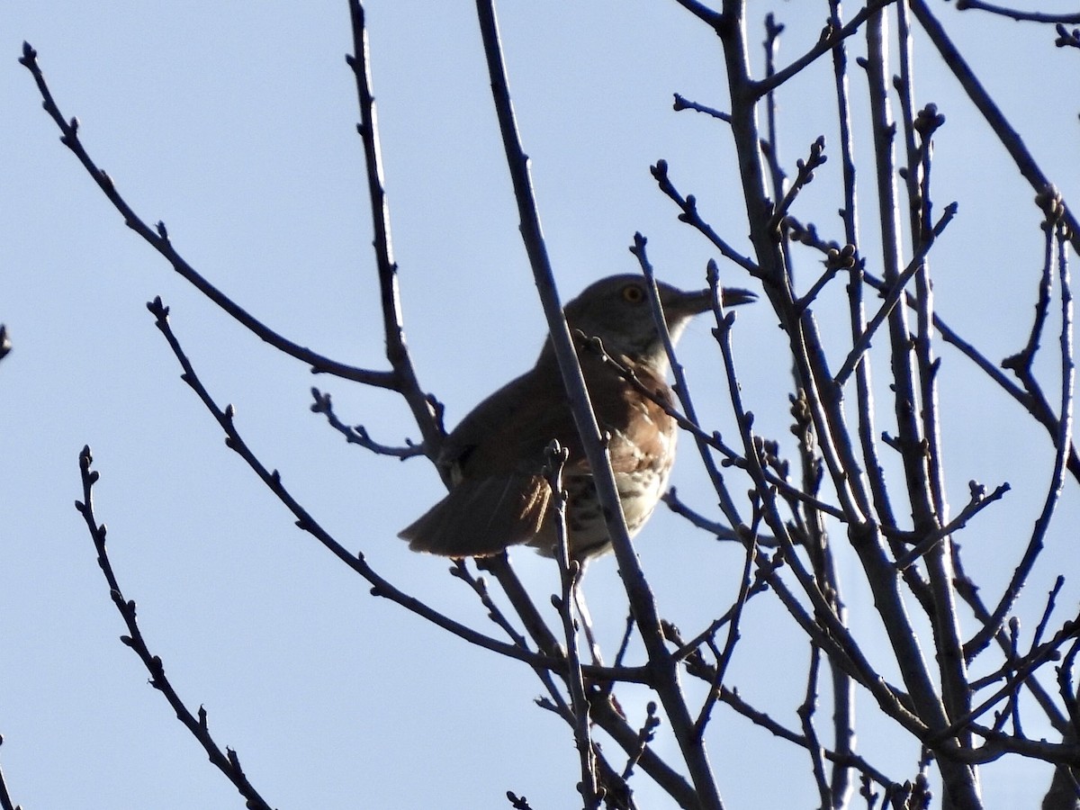 Brown Thrasher - ML617124555
