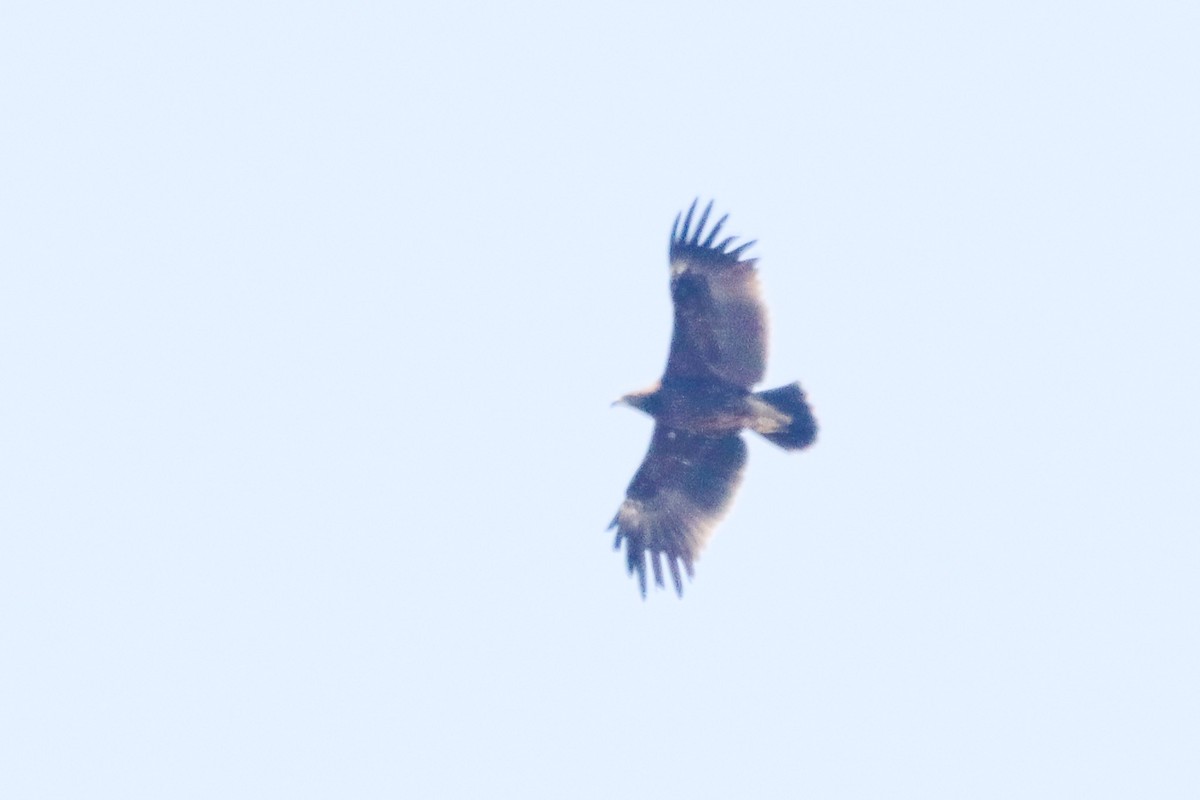 Greater Spotted Eagle - ML617124564