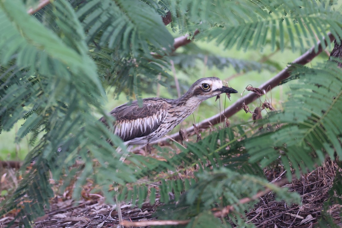 Bush Thick-knee - Bay Amelia Reeson