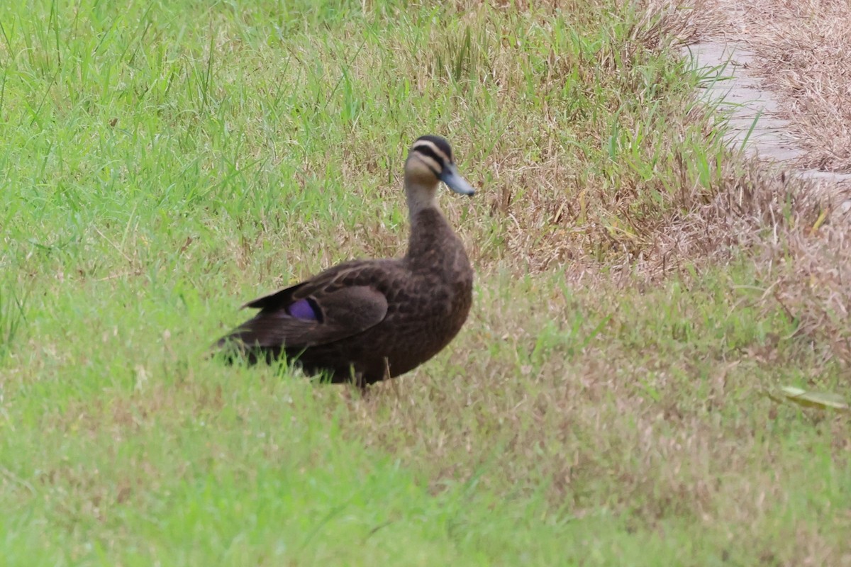 Pacific Black Duck - Bay Amelia Reeson