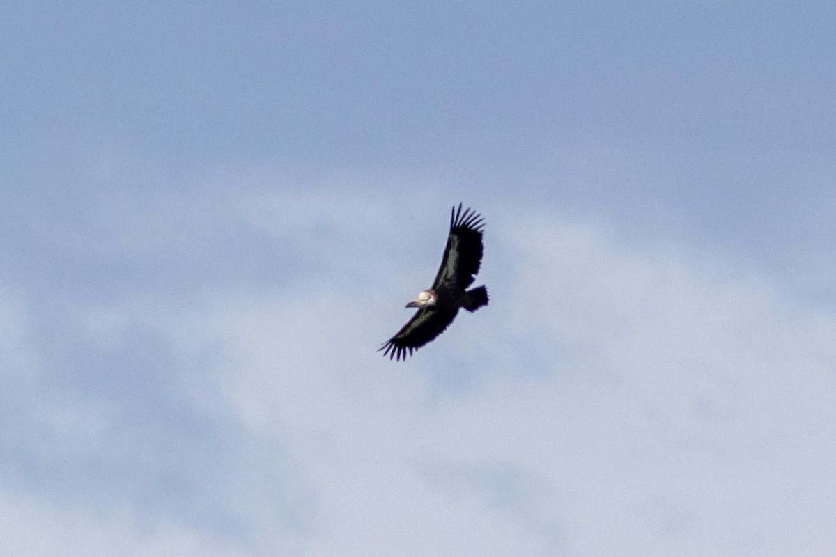 Eurasian Griffon - Radoslav Devedzhiev