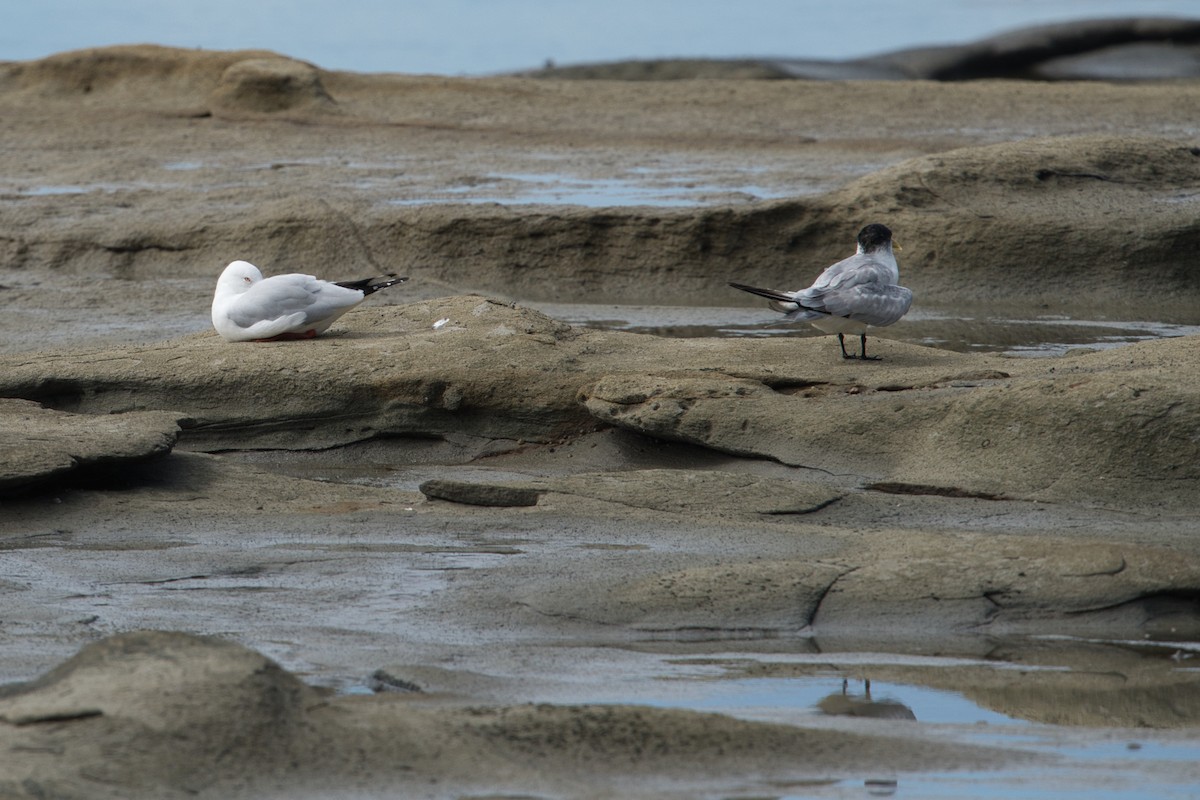 Mouette argentée - ML617124629