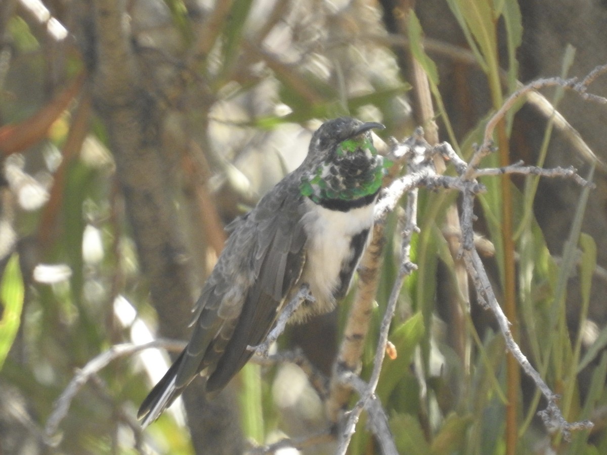 White-sided Hillstar - ML617124630