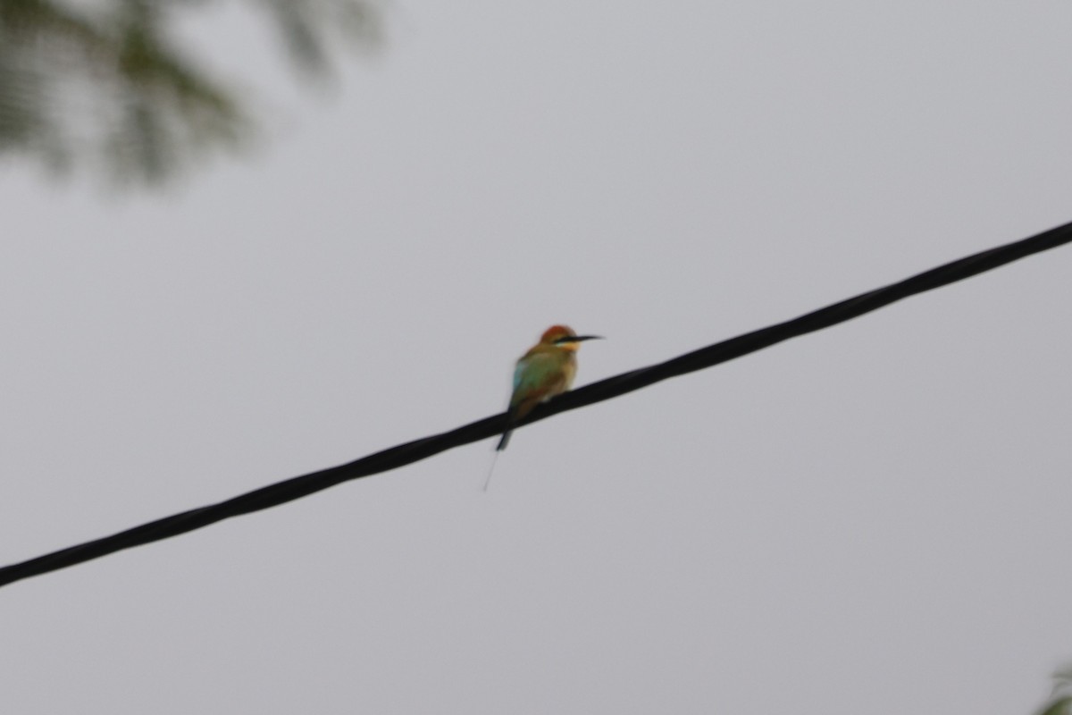 Rainbow Bee-eater - Bay Amelia Reeson