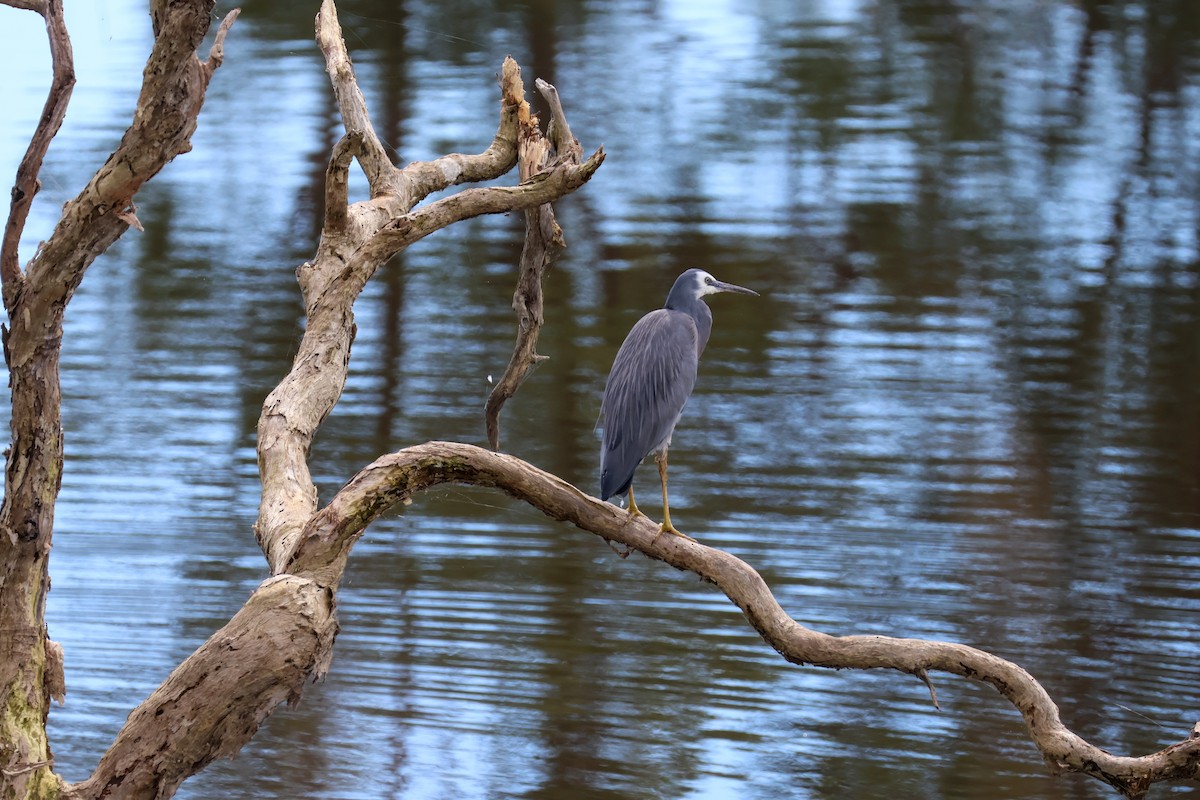 White-faced Heron - Sonia Boughton