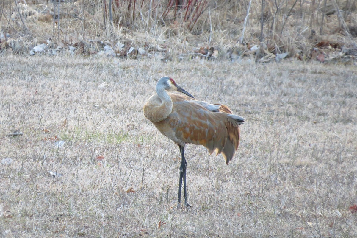 Sandhill Crane - ML617124693