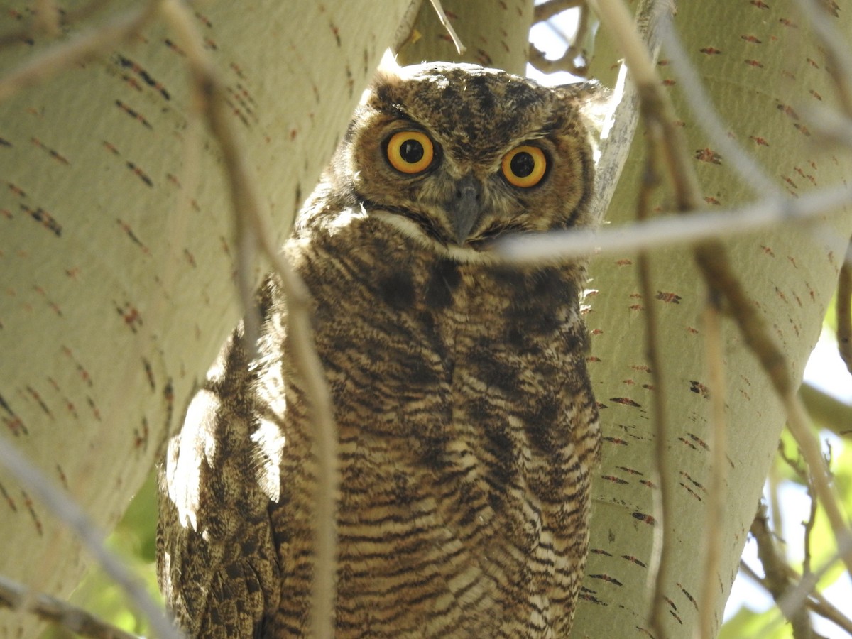 Lesser Horned Owl - David Cristóbal Huertas