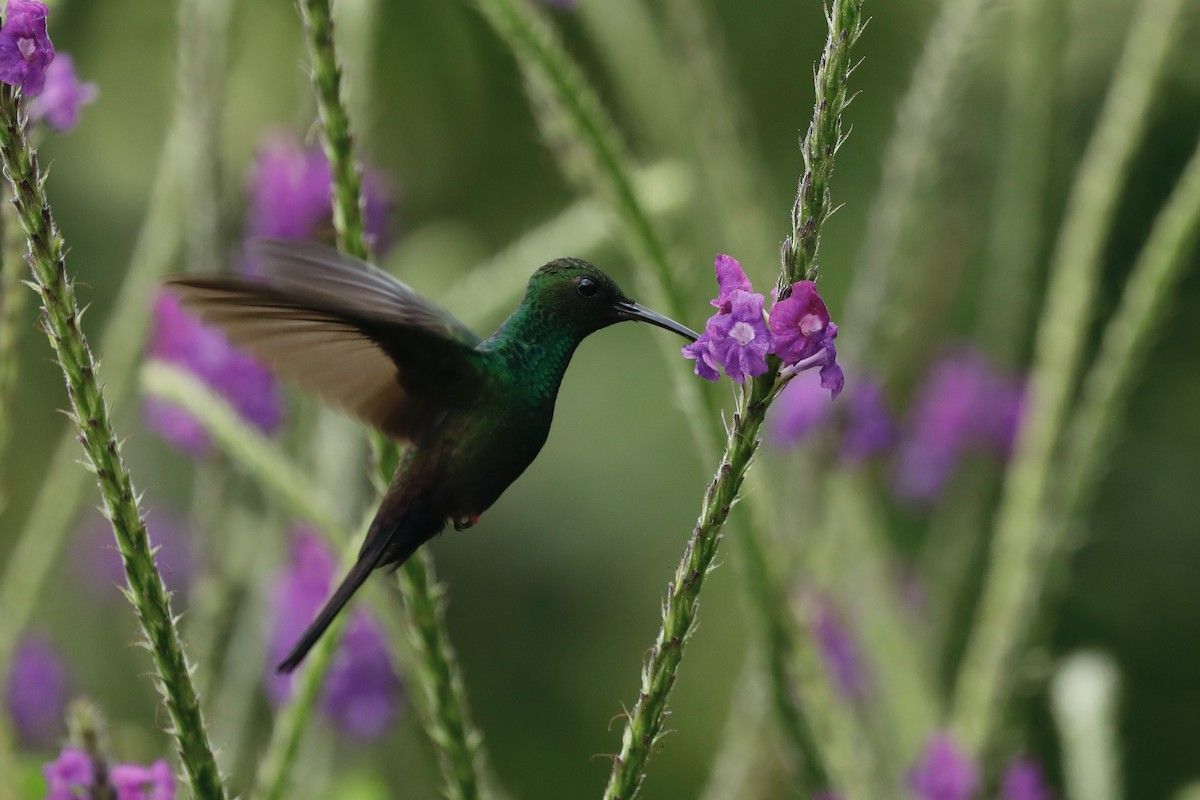 Colibrí Patirrojo - ML617124769