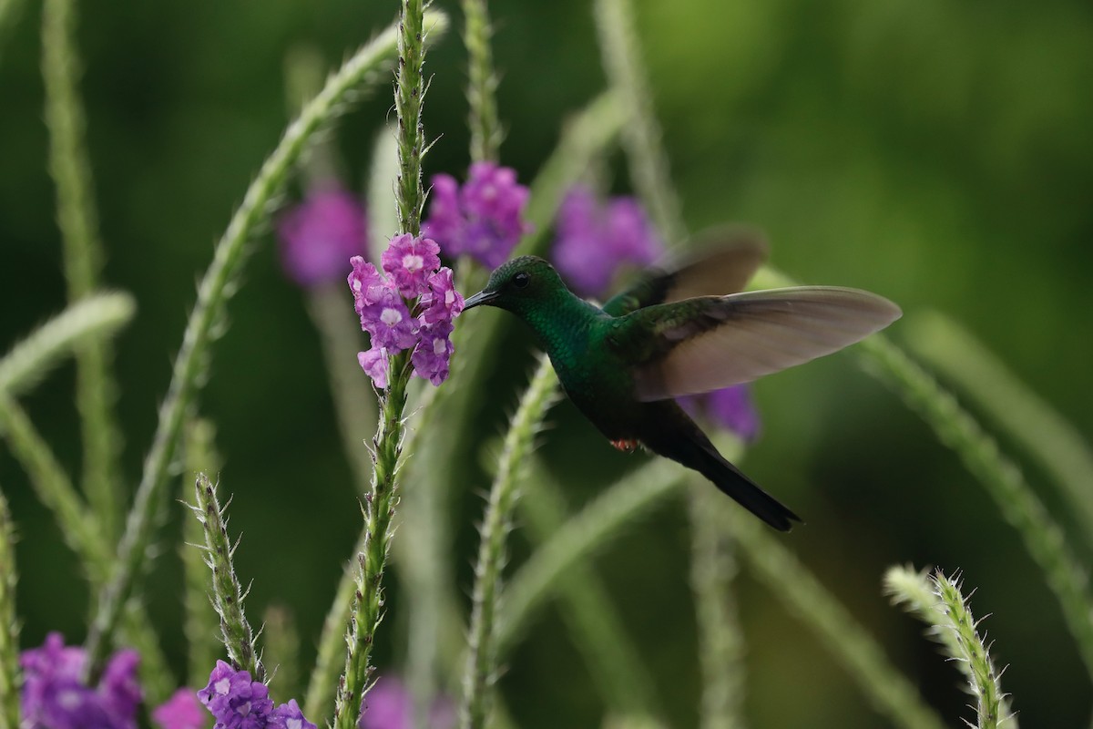 Colibrí Patirrojo - ML617124770