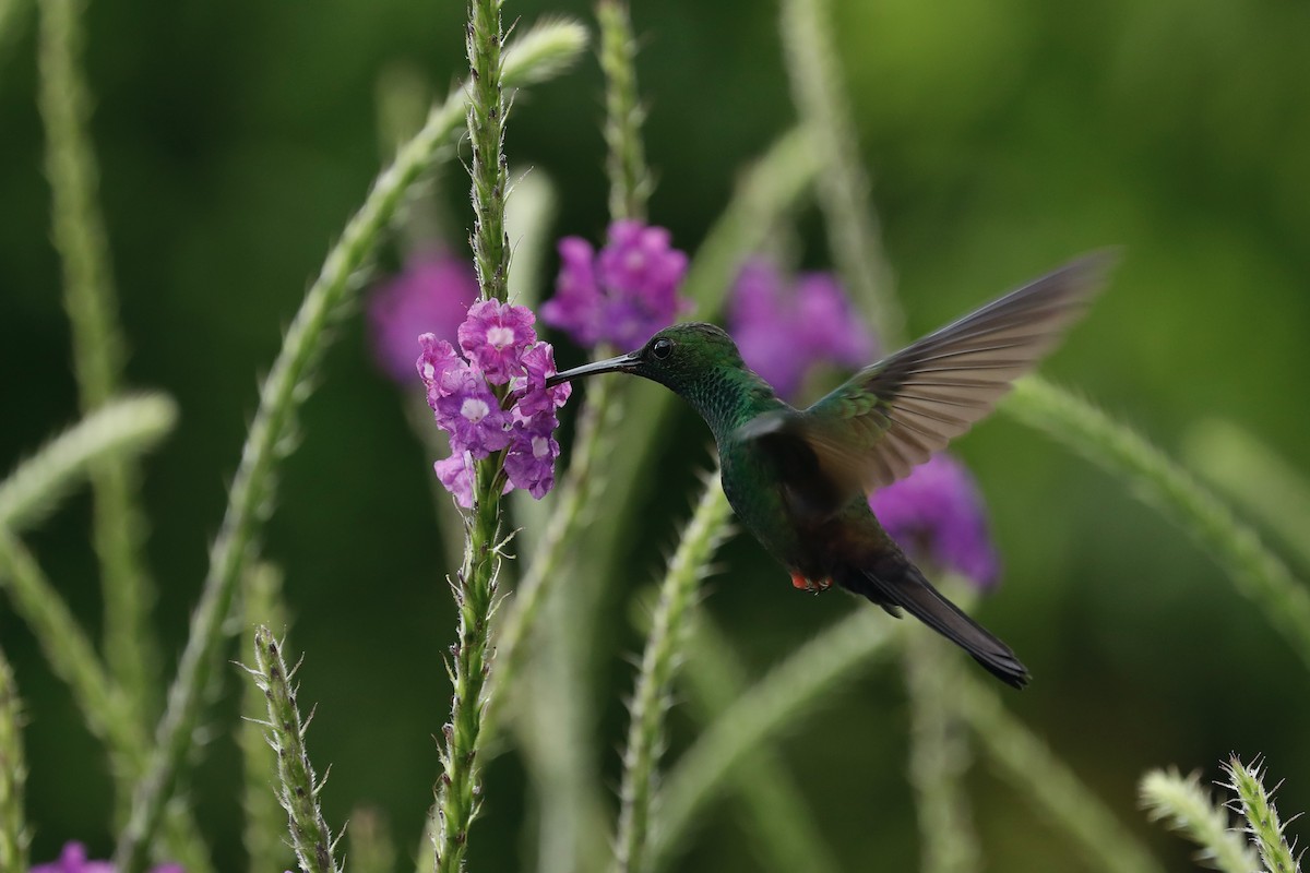 Colibrí Patirrojo - ML617124771