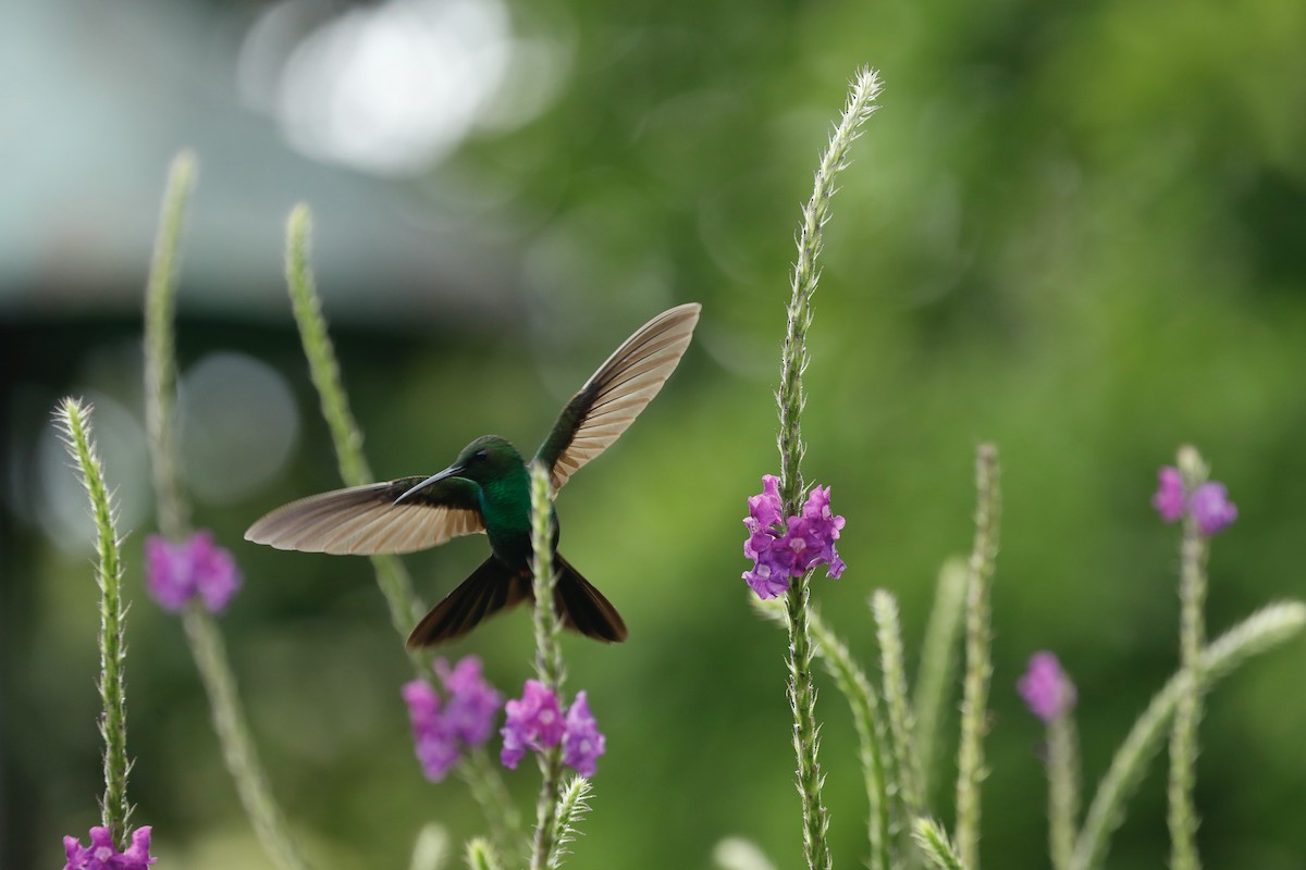 Colibrí Patirrojo - ML617124772