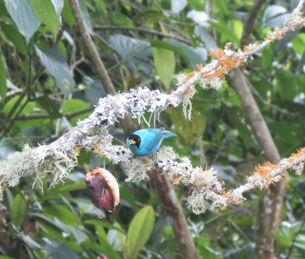 Green Honeycreeper - ML617124778