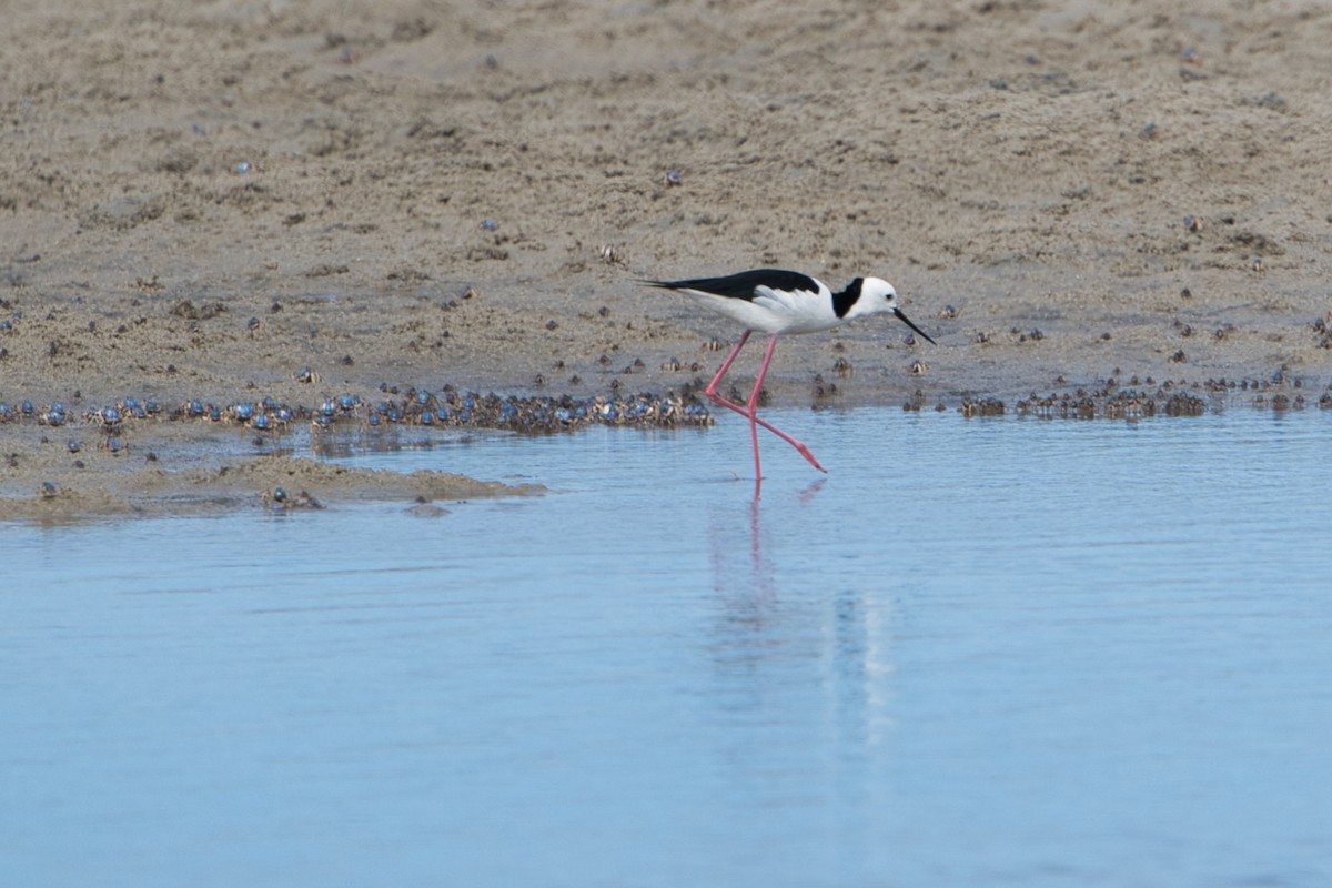 Pied Stilt - ML617124779