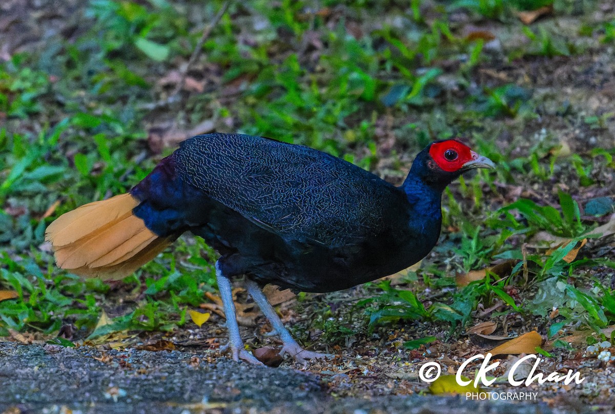 Faisán Colicanelo (erythrophthalma) - ML617124792