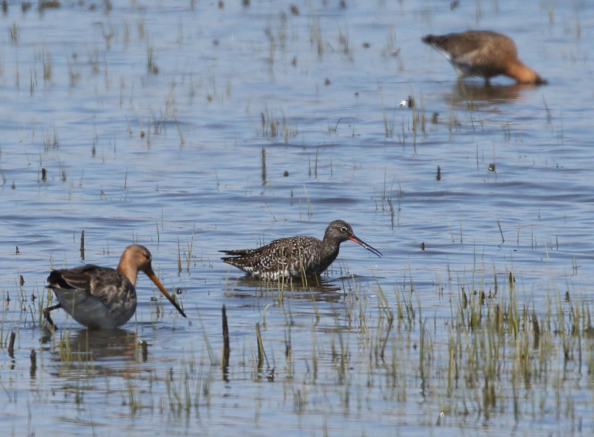 Spotted Redshank - ML617124797