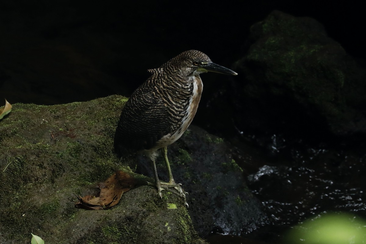 Fasciated Tiger-Heron - ML617124799