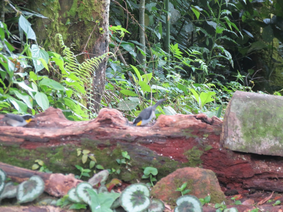 White-naped Brushfinch - ML617124801