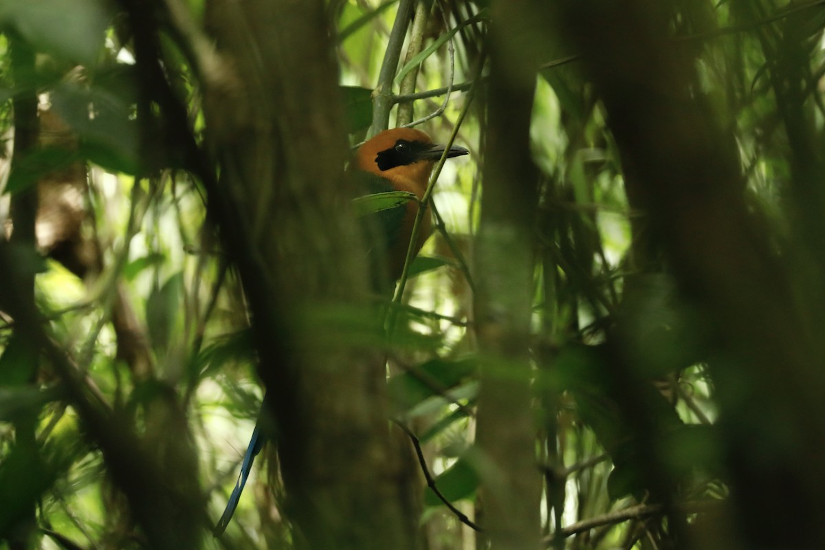 Rufous Motmot - ML617124803