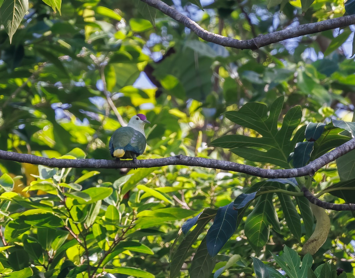 Purple-capped Fruit-Dove - ML617124817