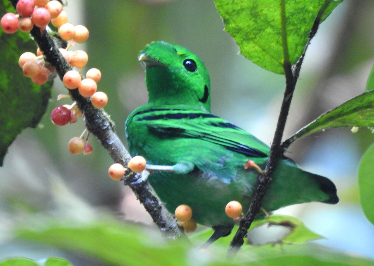 Green Broadbill - ML617124820