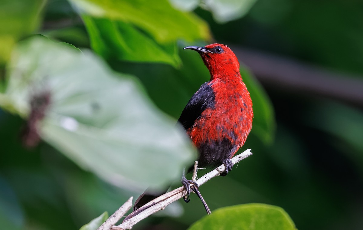 Micronesian Myzomela - ML617124821