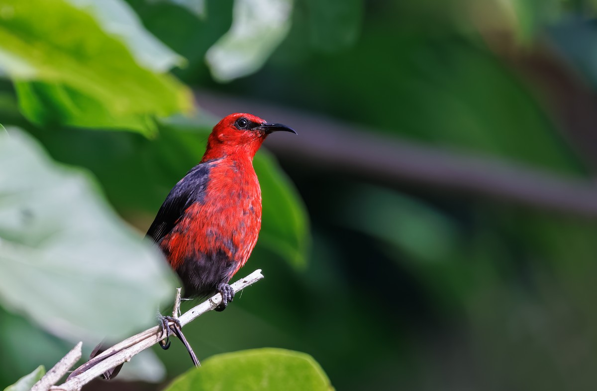 Micronesian Myzomela - ML617124822