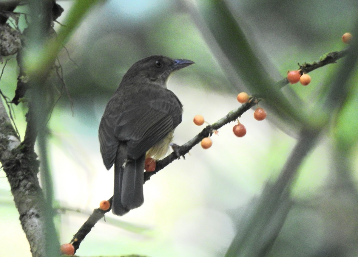 Finsch's Bulbul - ML617124826