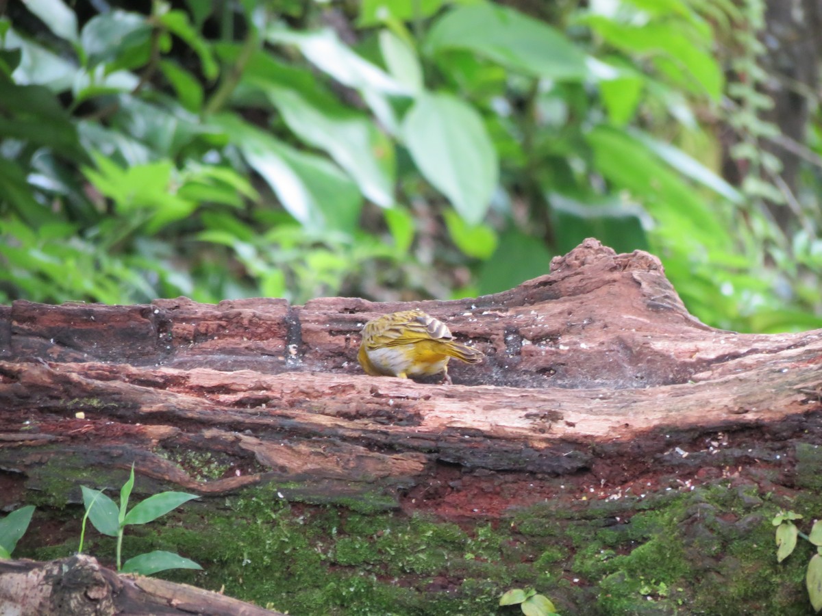 Saffron Finch - Julie Bryson