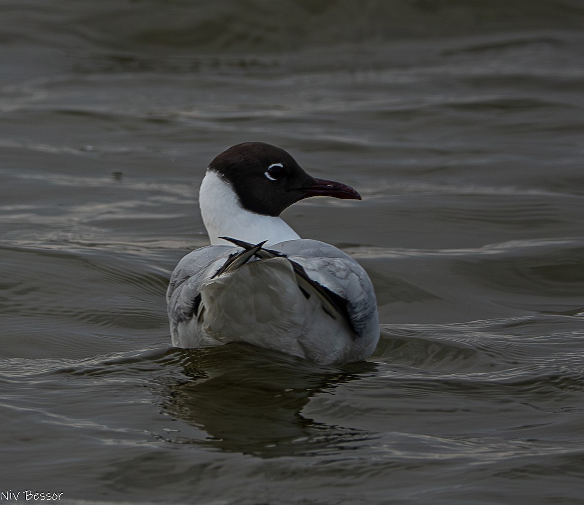 Mouette rieuse - ML617124863