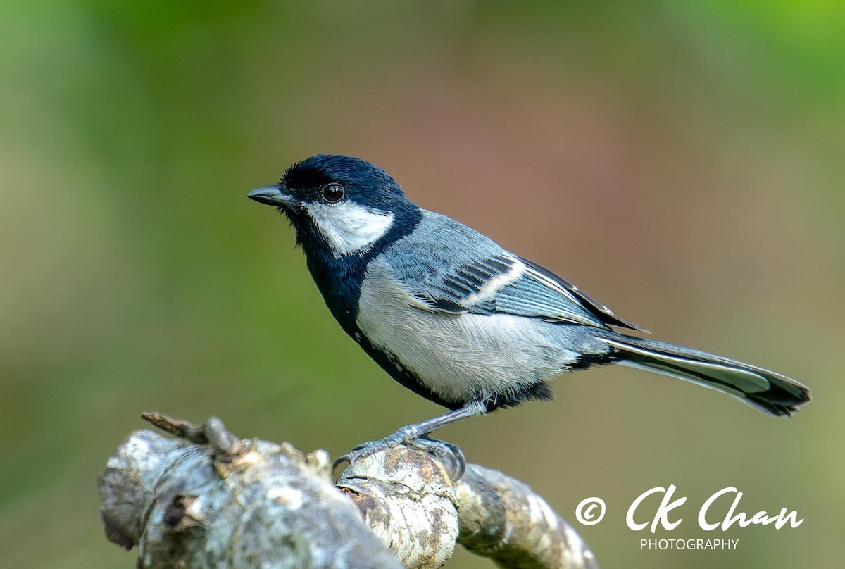 Cinereous Tit - Chee Keong Chan