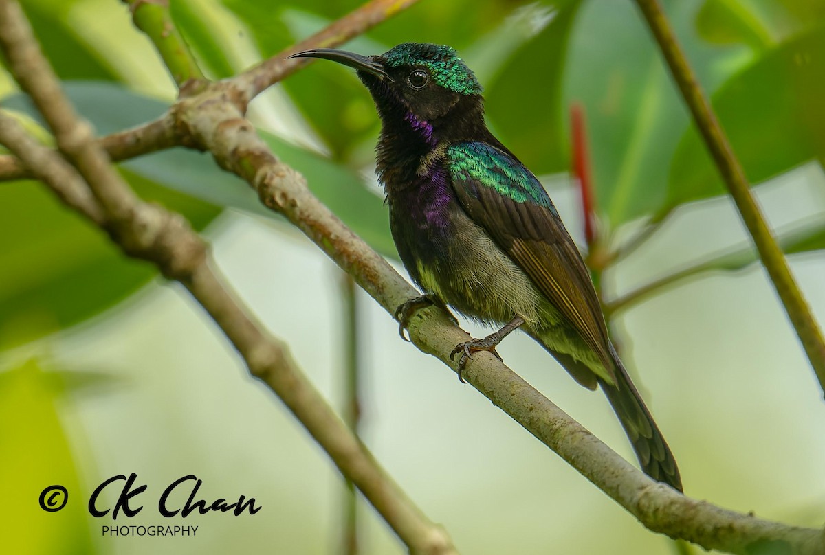 Copper-throated Sunbird - ML617124950