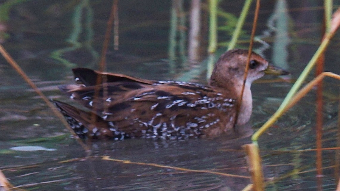 Baillon's Crake (Eastern) - ML617124958