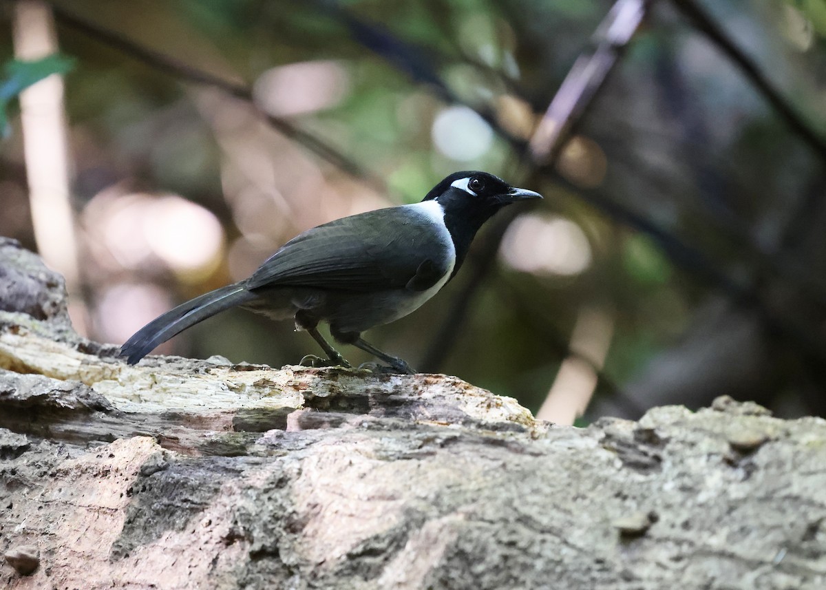 Black-hooded Laughingthrush - ML617124971