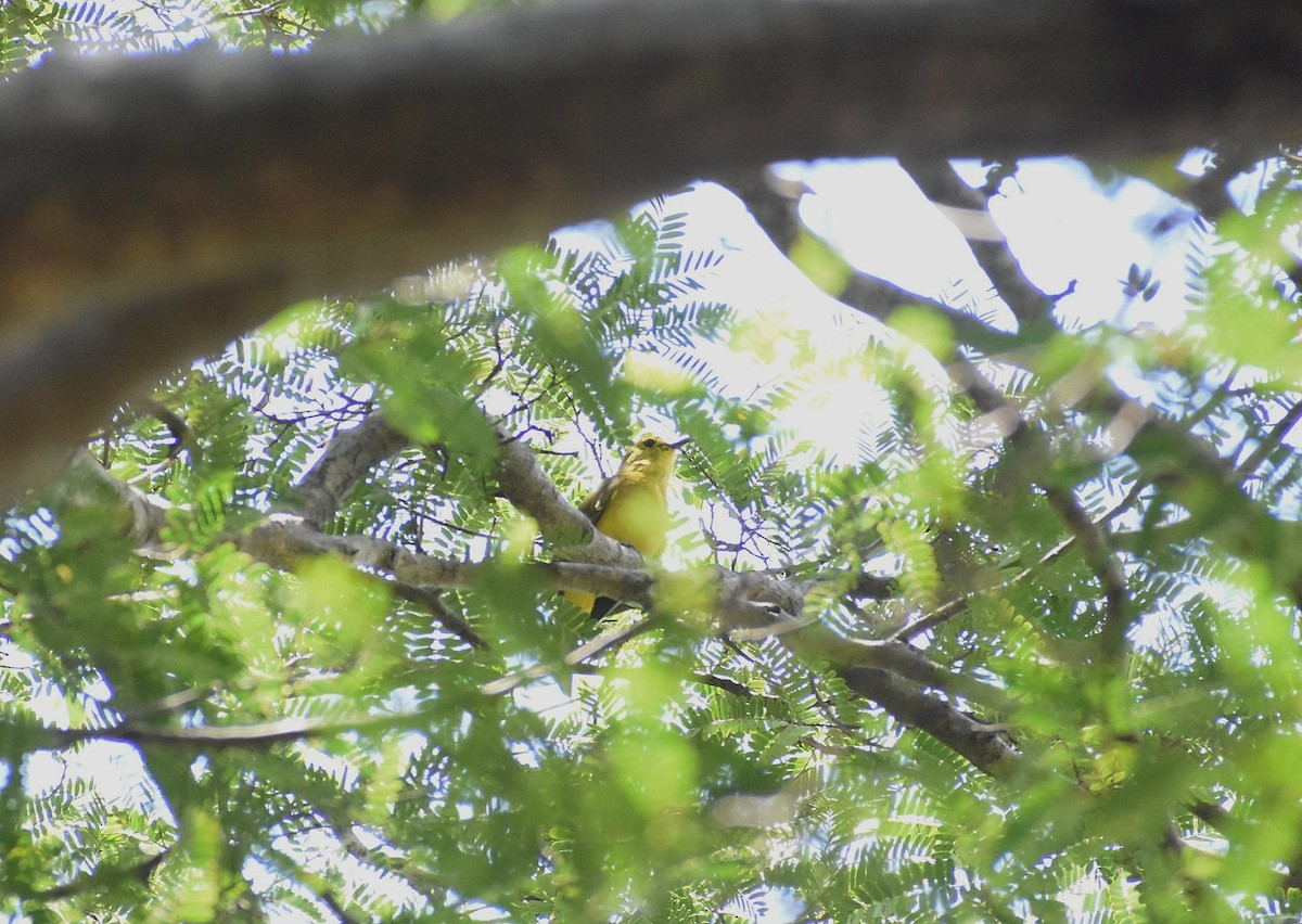 Бюльбюль жовточеревий - ML617125006