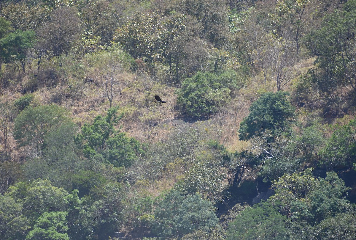 Орлан-рибалка малий - ML617125018