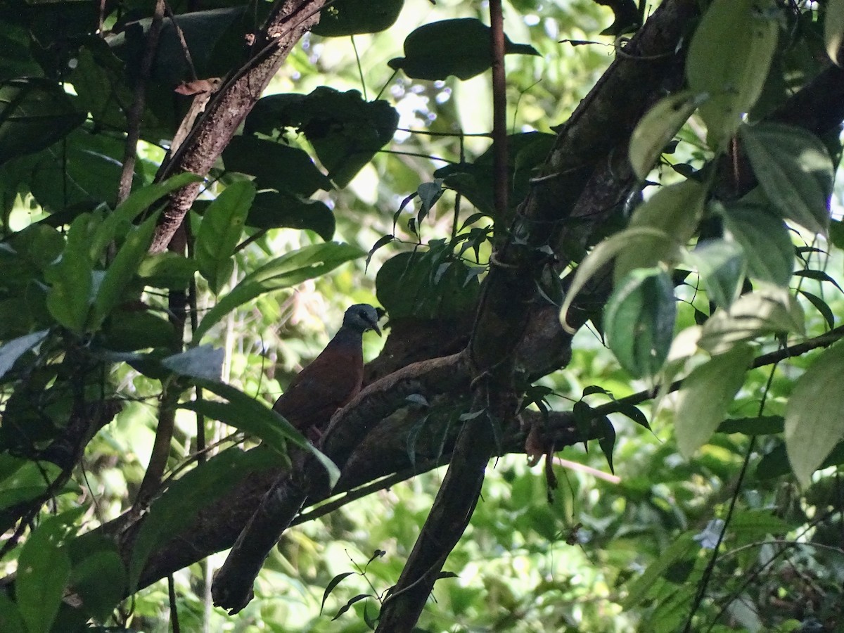 Blue-headed Wood-Dove - ML617125054