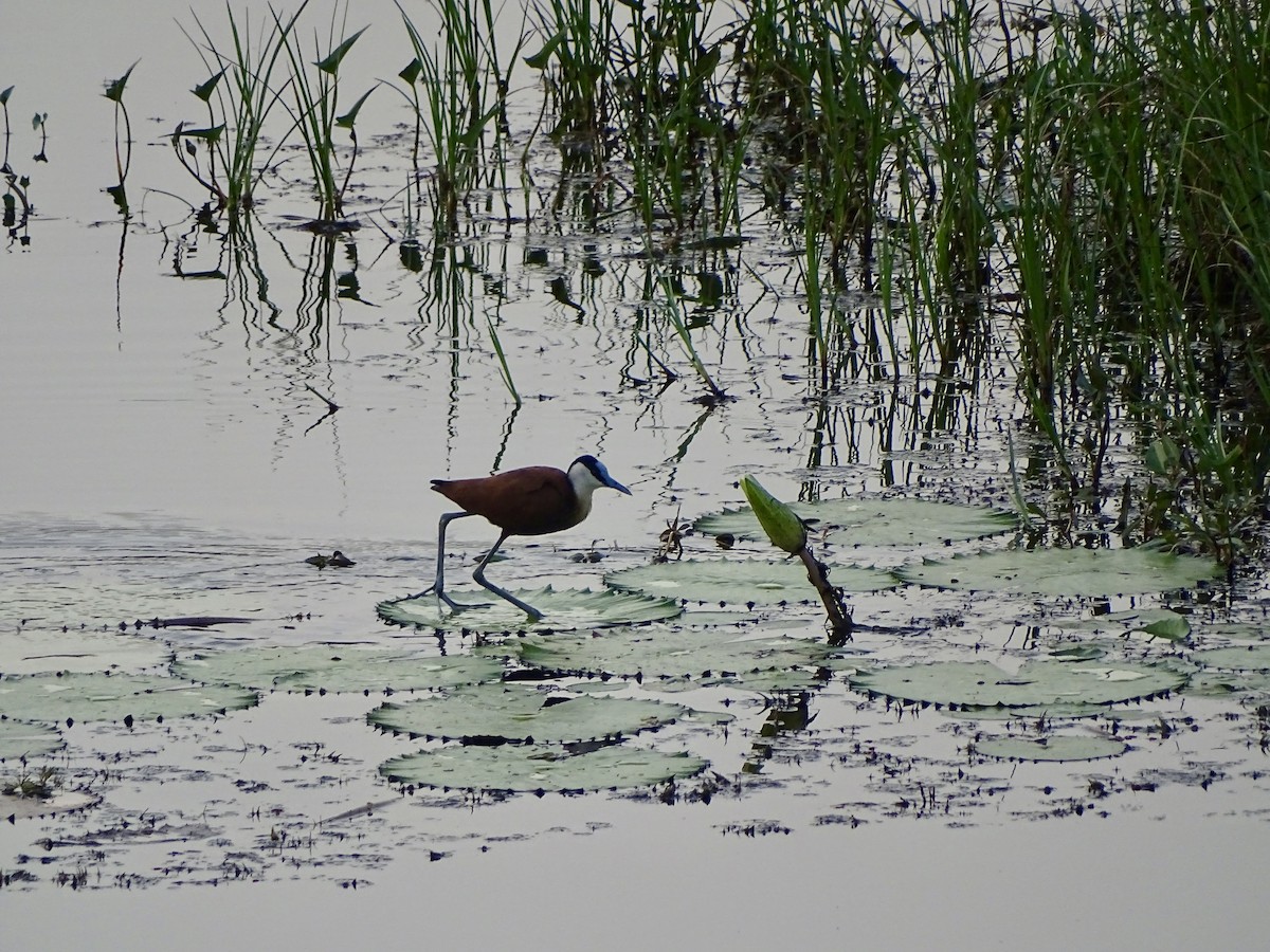 Jacana à poitrine dorée - ML617125087