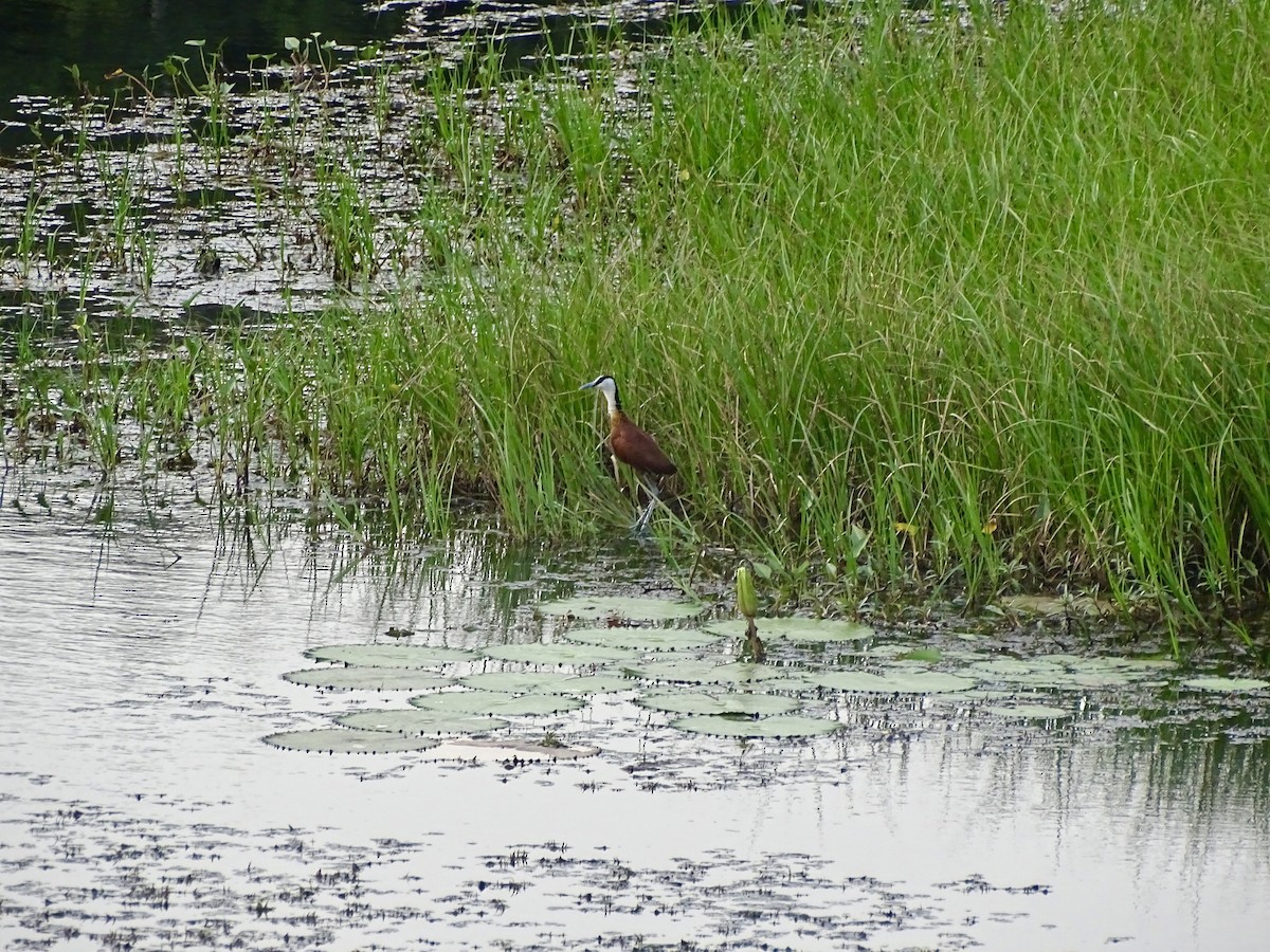 African Jacana - Malte Vermeer