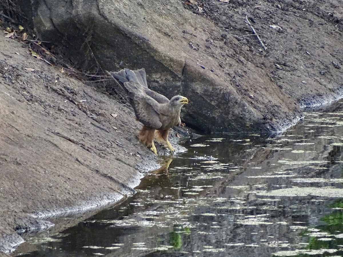 Black Kite - ML617125091