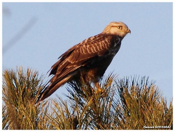 Rough-legged Hawk - ML617125097